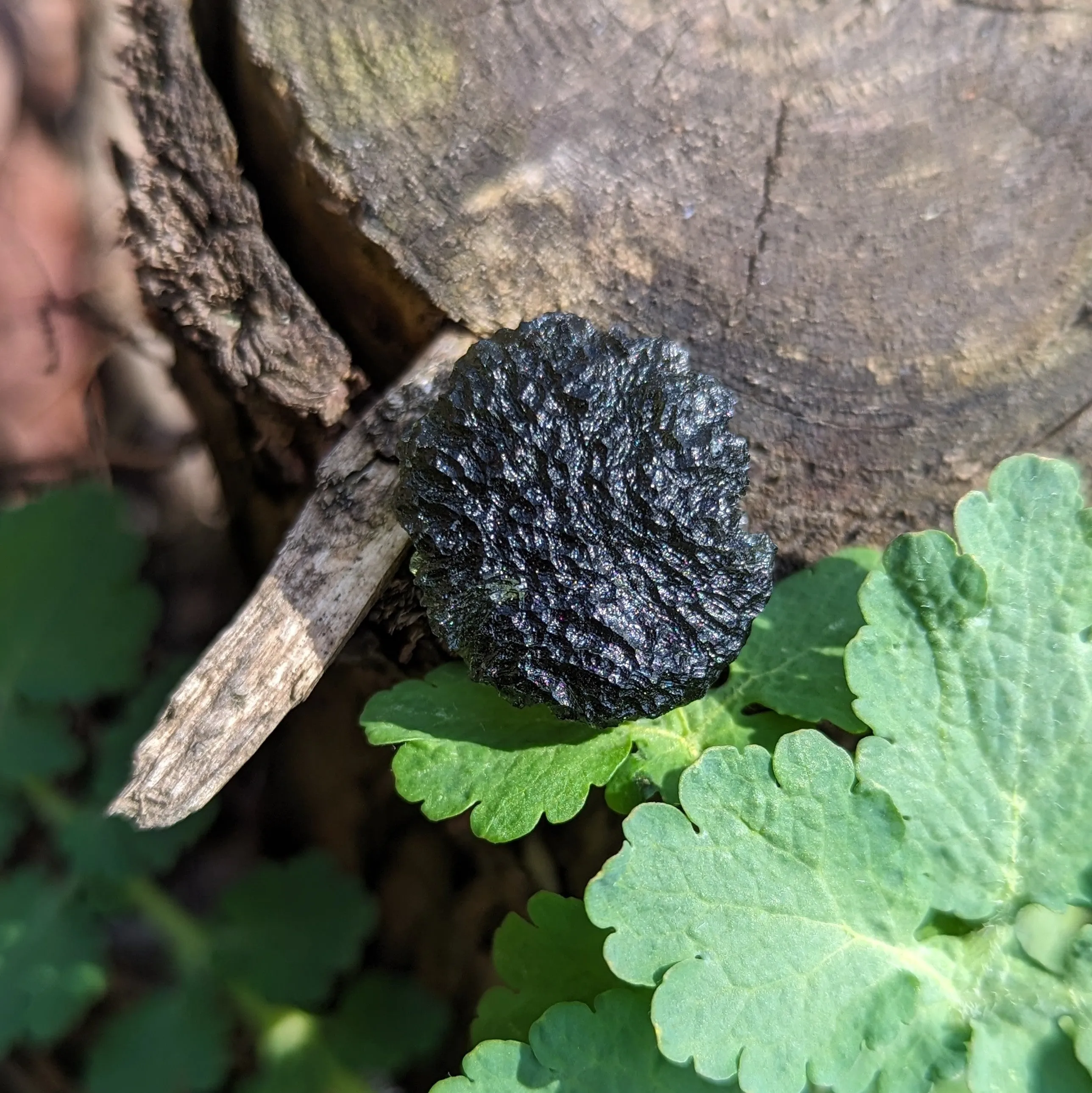 AAA Grade! Genuine Moldavite ~Cosmic Moldavite Tektite Crystal~ Natural Moldavite